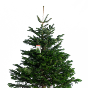 Nordmann Pure Nature Tree